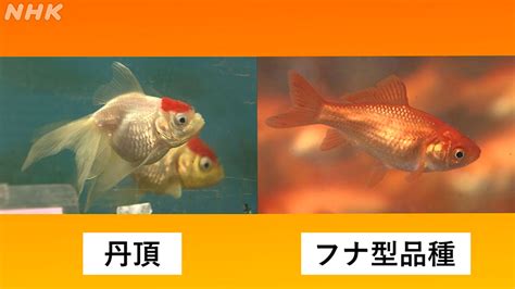 金魚 生命力|金魚の寿命は何年くらい？金魚すくいの金魚などの平。